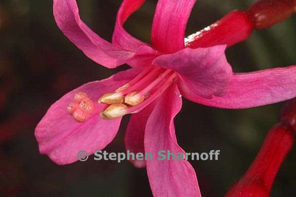 fuchsia 2 graphic